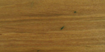 Blackbutt